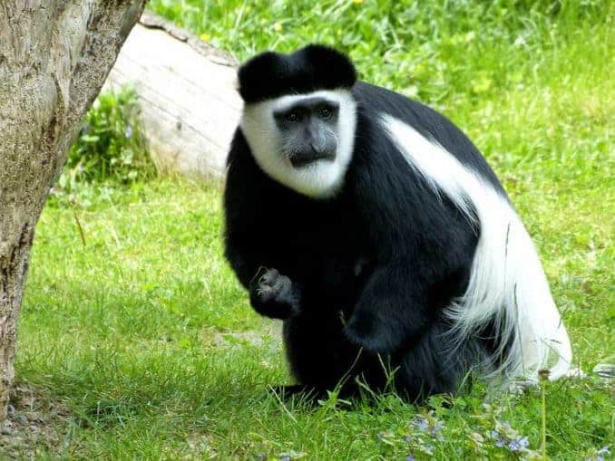 Witziger Affe im Zoo Dresden