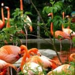 Flamingos Gruppe