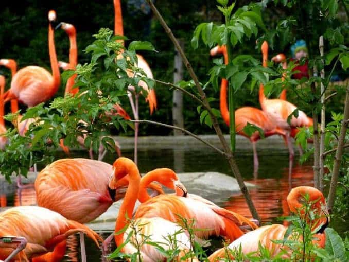 Flamingos Gruppe