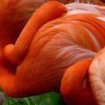 roter Flamingo