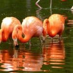 Flamingo im Wasser