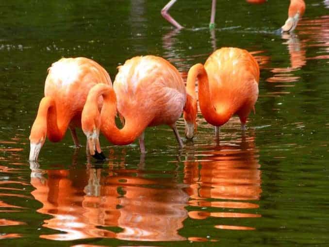 Flamingo im Wasser