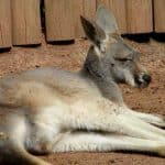 Känguru beim Mittagschlaf