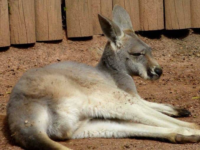 Känguru beim Mittagschlaf