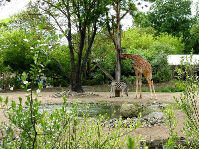 Giraffe mit Zebra