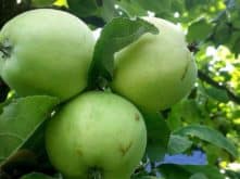 Äpfel im Garten CYMERA 20140726 110444