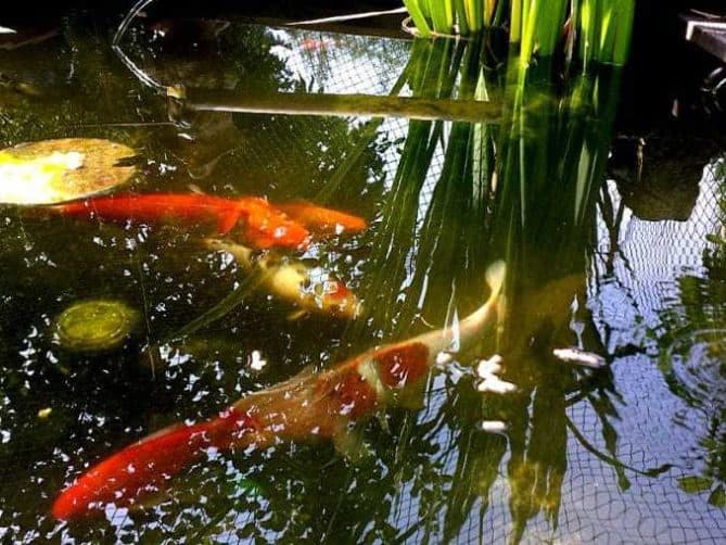 Fische im Kleingartenteich CYMERA 20140726 110834