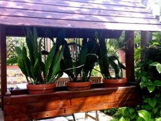 Pflanzen überdacht CYMERA 20140726 110937