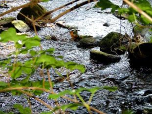 Blick auf den Bachlauf P1230450