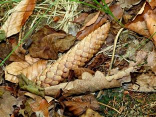 Tannenzapfen im Laub P1230454