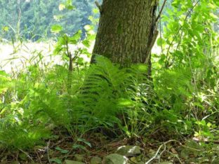 Farn am Baumstamm P1230461