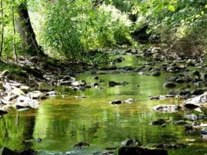 Weißeritz im Tharandter Wald