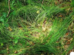 Gras P1230500