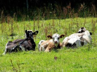 Kühe auf der Wiese P1230516