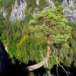 Ausflugsziel Bastei und Felsenburg Neurathen in der Sächsischen Schweiz Baum am Felsen