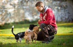 Hundeschule Hundetrainer Kai Hartmann Dresden