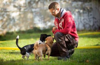 hundeschule hundetrainer dresden bild 4