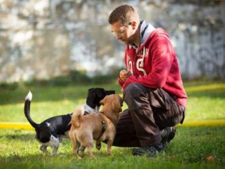 Hundeschule Hundetrainer Kai Hartmann Dresden