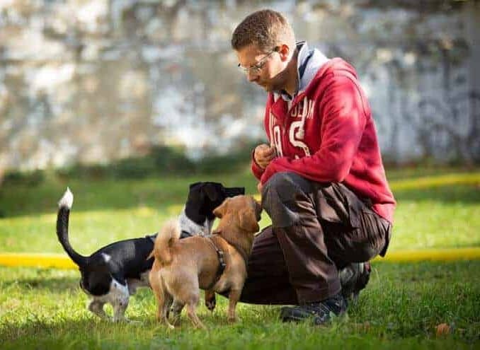 Hundeschule Hundetrainer Kai Hartmann Dresden