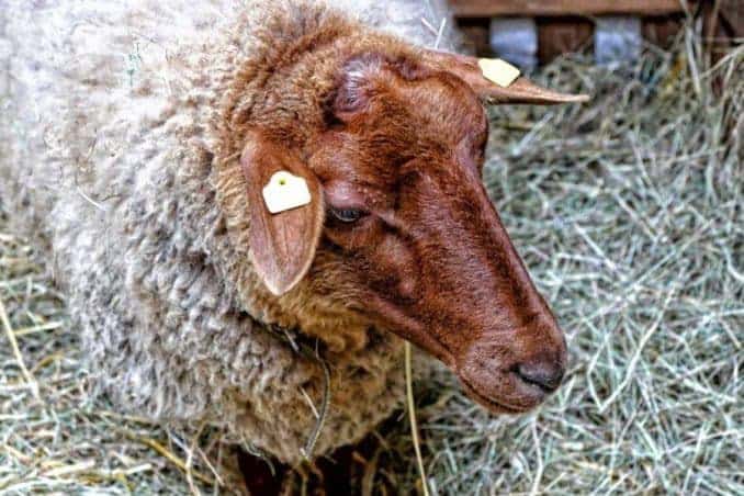 Schaf mit braunem Kopf