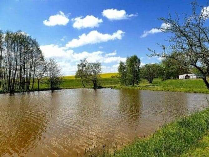 Teich mit Rapsfeld und Bäumen ausflug schloss rammenau sachsen 10