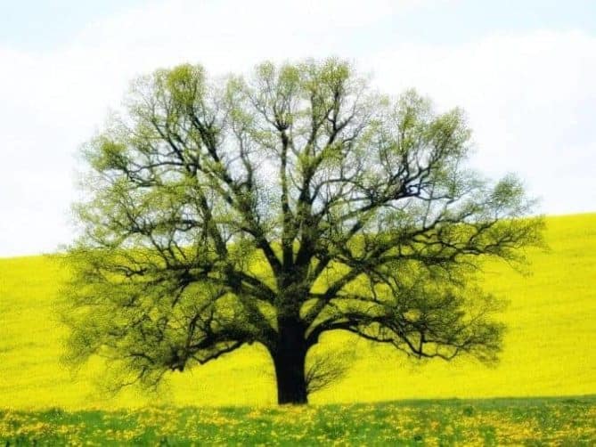 Baum im Rapsfeld ausflug schloss rammenau sachsen 13
