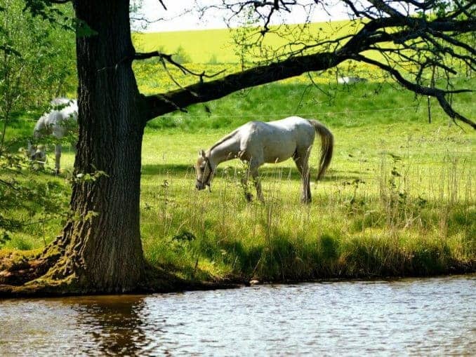 Pferde am Wasser