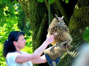 Greifvogel mit Trainerin ausflugsziel augustusburg 39