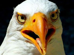 Greifvogel nahaufnahme mit offenem Schnabel ausflugsziel augustusburg 40