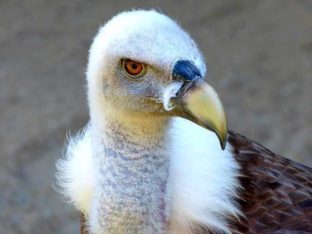 Greifvogel mit großem Schnabel ausflugsziel augustusburg 41