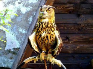 Greifvogel sitzend ausflugsziel augustusburg 42