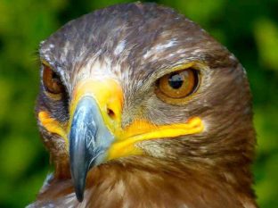 Greifvogel Nahaufnahme ausflugsziel augustusburg 44