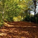 Waldweg Herbststimmung