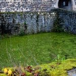 Teich an der Burg Stolpen