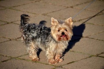 ausflug burg stolpen 113