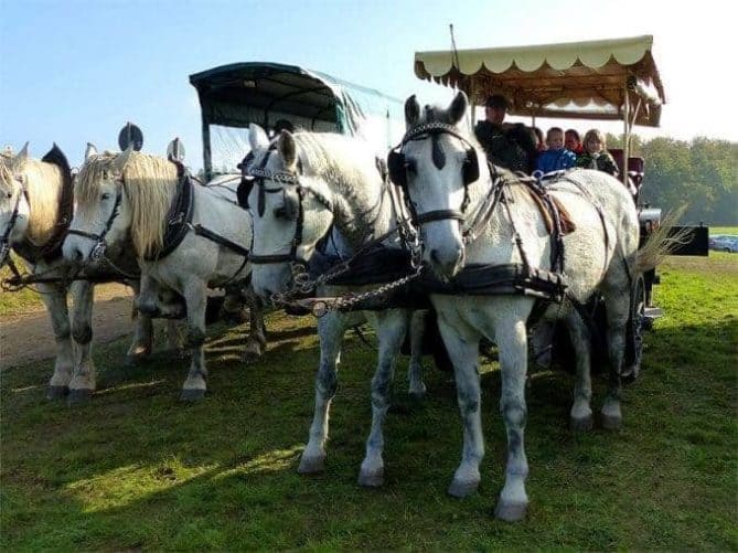 Kutschfahrt zum Fischerfest Moritzburg fischerfest moritzburg 002