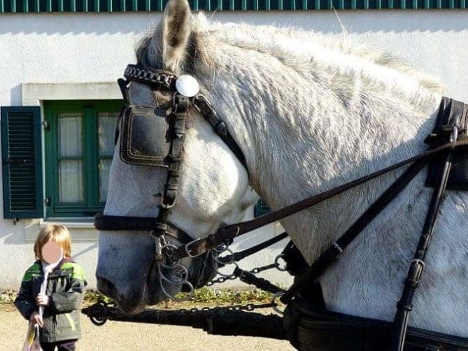 Pferd Fischerfest Moritzburg fischerfest moritzburg 005