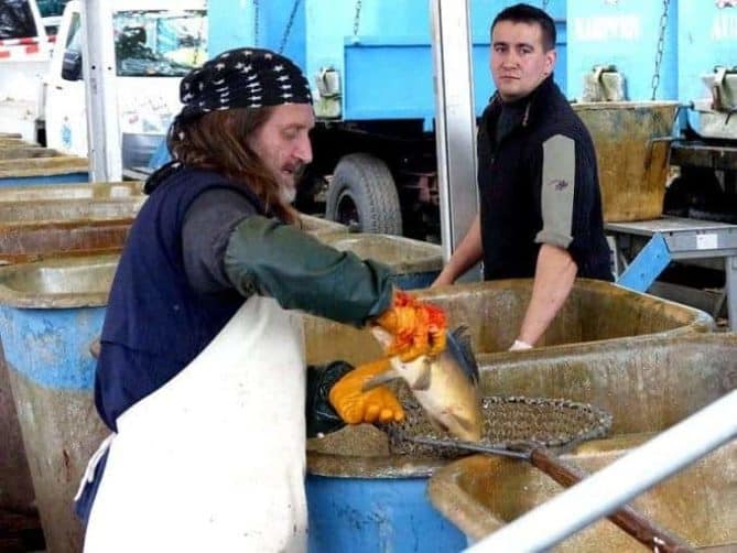 Fisch direkt aus dem Wasser ins Netz fischerfest moritzburg 037