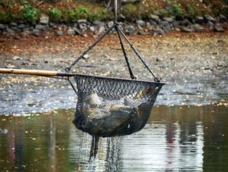 Abfischen mit Netz fischfest moritzburg 015