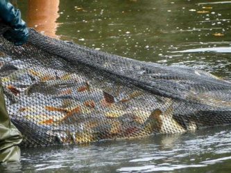Netz Fische fangen abfischen fischfest moritzburg 017