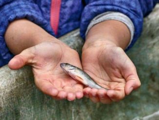 Fisch- und Waldfest Moritzburg 🐟 Frischer Fisch direkt aus dem Teich Fischfest Moritzburg