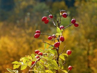 hagebutten burg hohnstein