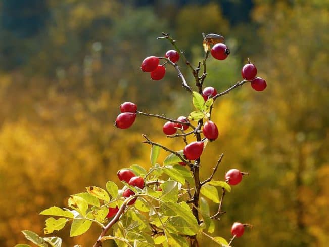 hagebutten burg hohnstein