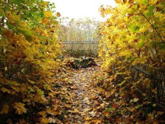 herbststimmung burg hohnstein 1