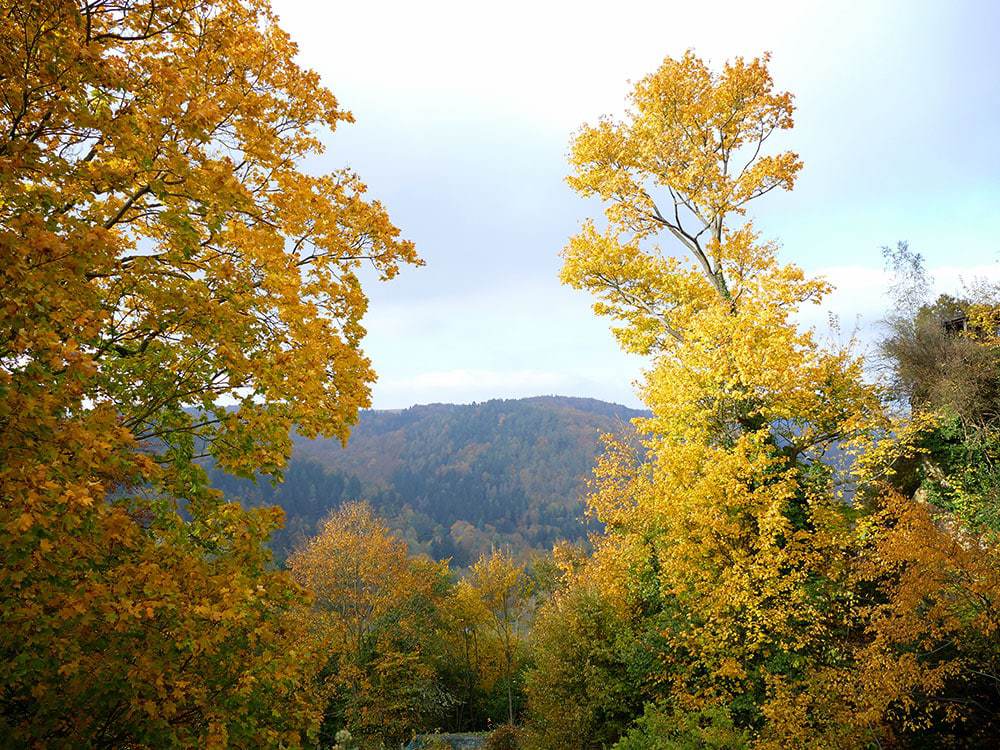 Herbststimmung Burg Hohnstein