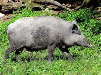 Wildgehege Moritzburg nicht nur für Kinder Wildschein im Wildgehege Moritzburg