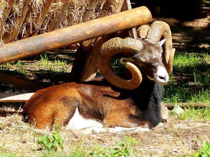 Widder im Wildgehege Moritzburg