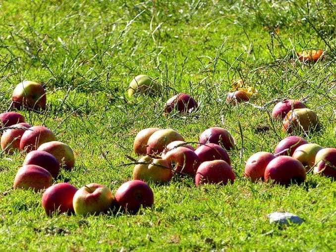 Tierfutter Äpfel auf Wiese