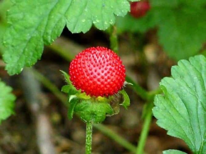 rote Blüte im satten grün zschorner muehle 002