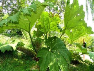 Riesige Pflanzenblätter zschorner muehle 008